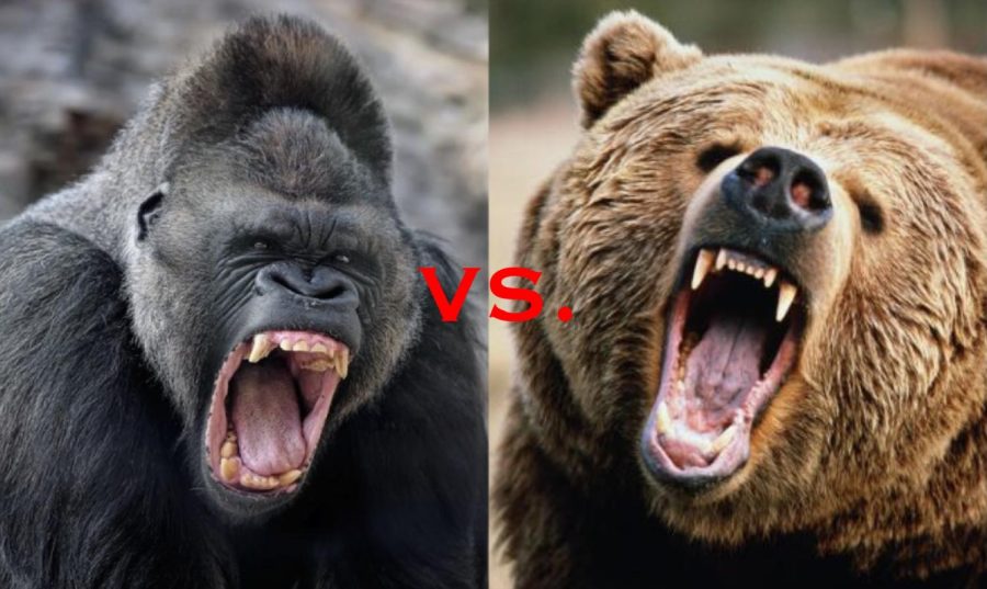 gorilla vs human fight