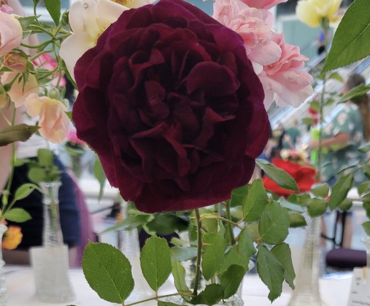 Mrs. Schork’s Roses Place at State Fair