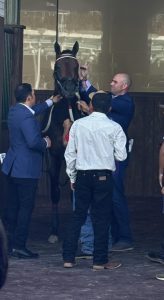 Phil Bauer prepping Johnathan's Way for race in Churchill Downs paddock (photo courtesy of Jed Hilbert)