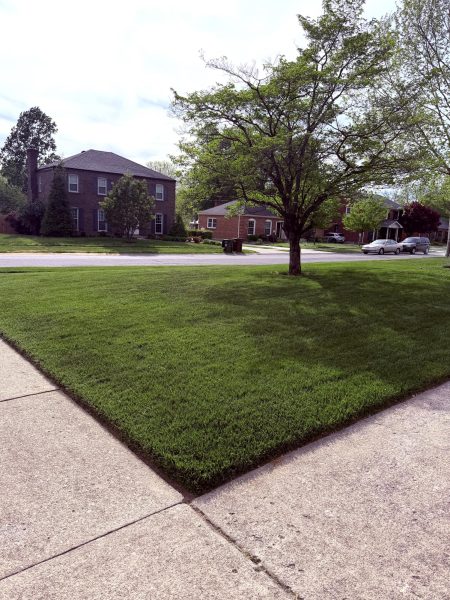 Cutting Grass: The Perfect Summer Job